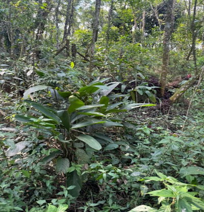 Terreno 1.075m² no Jardim Planalto, Caieiras/SP