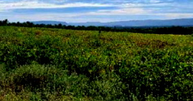 Fazenda com 747,86 hectares em Alto Paraguai/MT