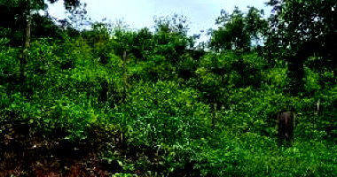 Terreno em Lagoa do Carro/PE