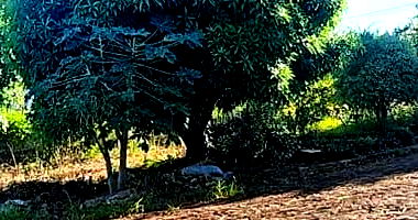 Lote Urbano em São José do Cedro - 601,56 m²