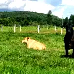 Gleba de terras ampla em zona rural, terreno ideal para investimento