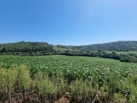 Terreno Rural com 50% de área em Lebon Régis/SC