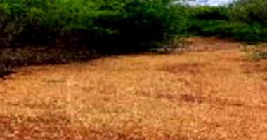 Área Rural com 200,16ha, ocupada, ideal para investimento