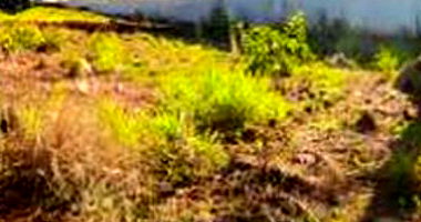 Terreno Urbano com 794,28m² em Dois Vizinhos/PR