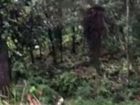 Terreno de 3.750 m² em Jardim das Pérolas