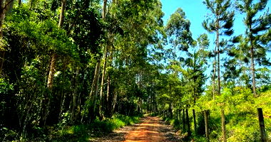 Sítio com 5 Alqueires em Biritiba Mirim