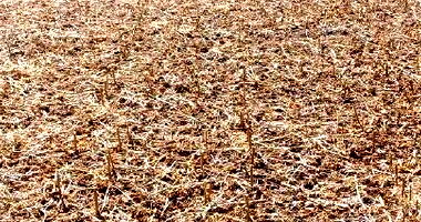 Fazenda Terra Viva com 528,67 HA em Baianópolis/BA