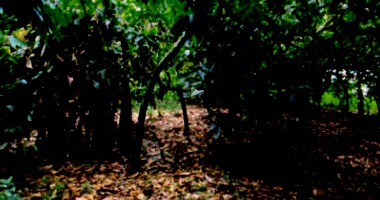 Dois terrenos amplos com mata nativa e frente para o Rio Doce