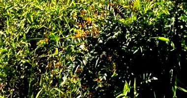 Terreno em Loteamento Vale do Sol com 360,07 m²