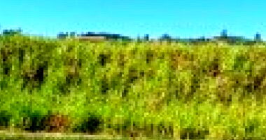 Terreno com 10318m² em Tambaú/SP