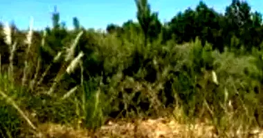 Terreno Amplo em Leilão - Centro Industrial Caxias