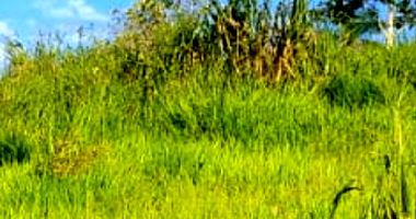 Parte ideal de imóvel rural com 3 alqueires em zona rural, pasto colonião