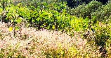 Lote Urbano 30 com 630 m² em São José do Cedro - SC