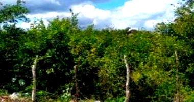 Terreno em Parnaíba/PI com 200m²