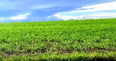 Fazenda Volta do Mato com 167ha em Riachão/MA