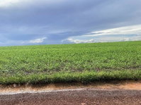 Fazenda Volta do Mato com 167ha em Riachão/MA