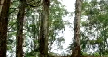 Terreno Amplo em Leilão - Batistini