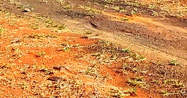 Parte Ideal de 21% em Gleba Primavera, Ibiporã/PR