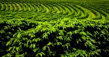 Terreno Rural com 18.15 Hectares em Machado/MG