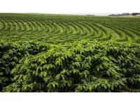 Terreno Rural com 18.15 Hectares em Machado/MG