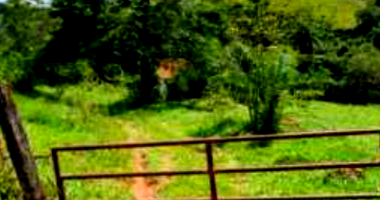 Fazenda Tiroleza com 149,15 hectares e casa sede