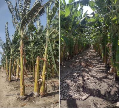 Lote Agrícola com 5,19 Hectares em Juazeiro/BA