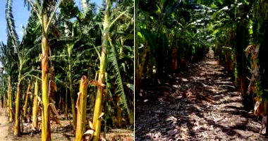 Lote Agrícola com 5,19 Hectares em Juazeiro/BA