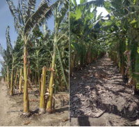 Lote Agrícola com 5,19 Hectares em Juazeiro/BA