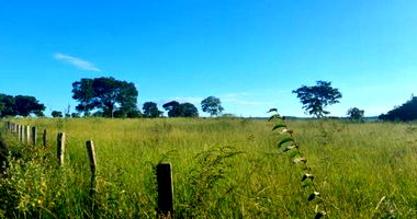 Fazenda Piracanjuba: Gleba de Terras com 20.50 Hectares