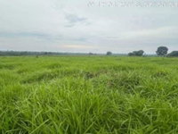 Área Rural de 56 ha ocupada, ideal para investimento agropecuário