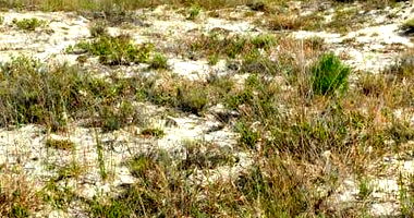 Terreno Urbano com 300m² em Passo de Torres-SC