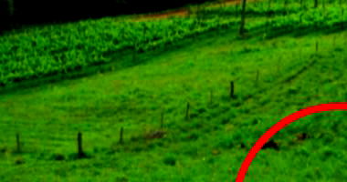 Terreno Rural em Bracatinga com 52.500m²