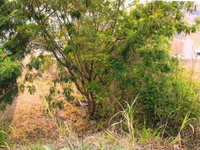 Lote 2103m² em Juruaia - MG, ideal para investimento