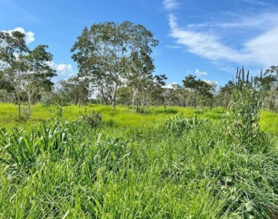 Imóvel Rural Faz. Boa Vista - 1.020,66 ha - Brasilândia de Minas/MG