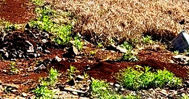 Terreno Urbano com 319m² em Realeza/PR