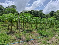 Terreno Agrícola de 25 Hectares em Travessa Jutaí