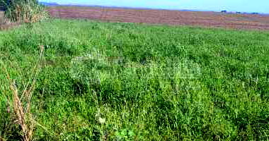 Terreno rural de 4,10 hectares em área nobre, desocupado