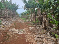 Fração de terreno rural com 65.806m², cultivado com banana, em Jacinto Machado/SC