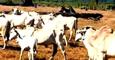 14 Touros Reprodutores