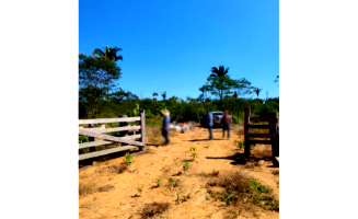 Fazenda com 243,25 hectares em Candeias do Jamari/RO