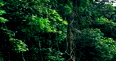 Terreno Rural com 24.200m² em Almirante Tamandaré