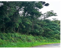 Terreno Rural com 24.200m² em Almirante Tamandaré