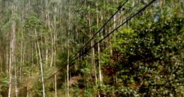 Imóvel Rural com Eucalipto em Nova Friburgo/RJ