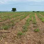 Uma Parte de Terras com 1,45 ha em Frutal/MG