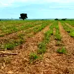 Uma Parte de Terras com 1,45 ha em Frutal/MG