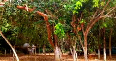 Cinco lotes residenciais com 400m² cada, terreno total 2000m²