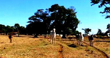 Imóvel Rural com 9,68 ha em Martinópolis/SP