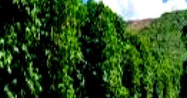 Imóvel Rural com 52.026m² de Terreno em Santa Margarida