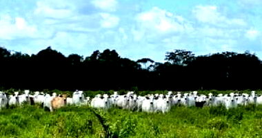 26 Vacas Tipo Nelore