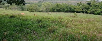 Fazenda Barreirinho da Condessa - 9,22 ha com casa sede e galpão